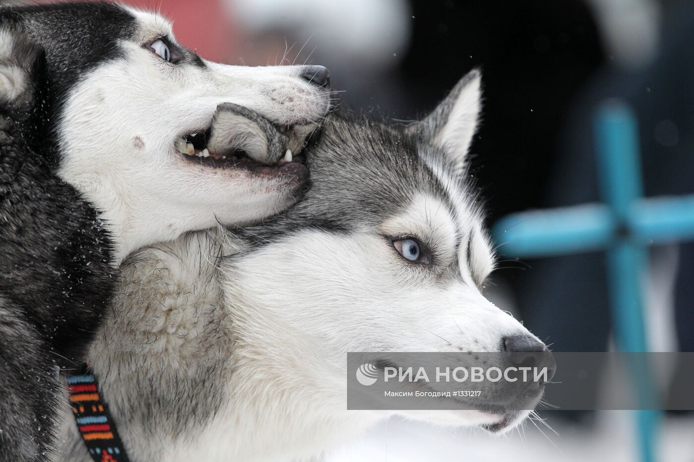 Гонки на собачьих упряжках "Алтын-Чана 2013" в Зеленодольске