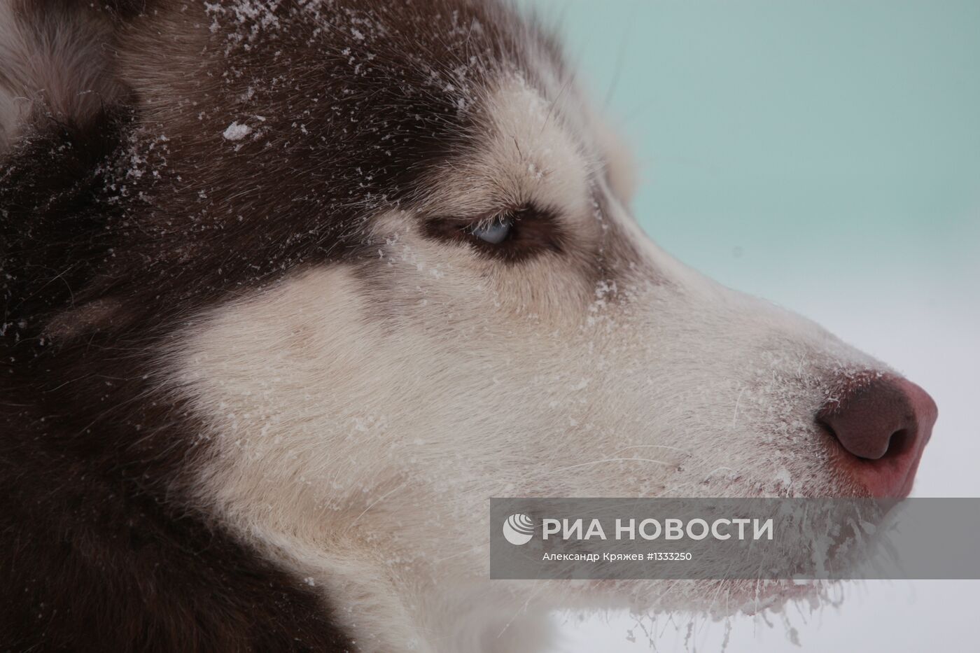 Гонки на собачьих упряжках "Рождественский заезд - 2013"