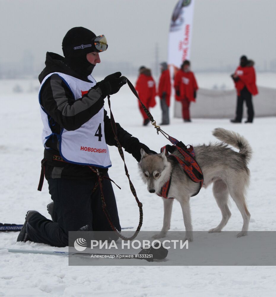 Гонки на собачьих упряжках "Рождественский заезд - 2013"