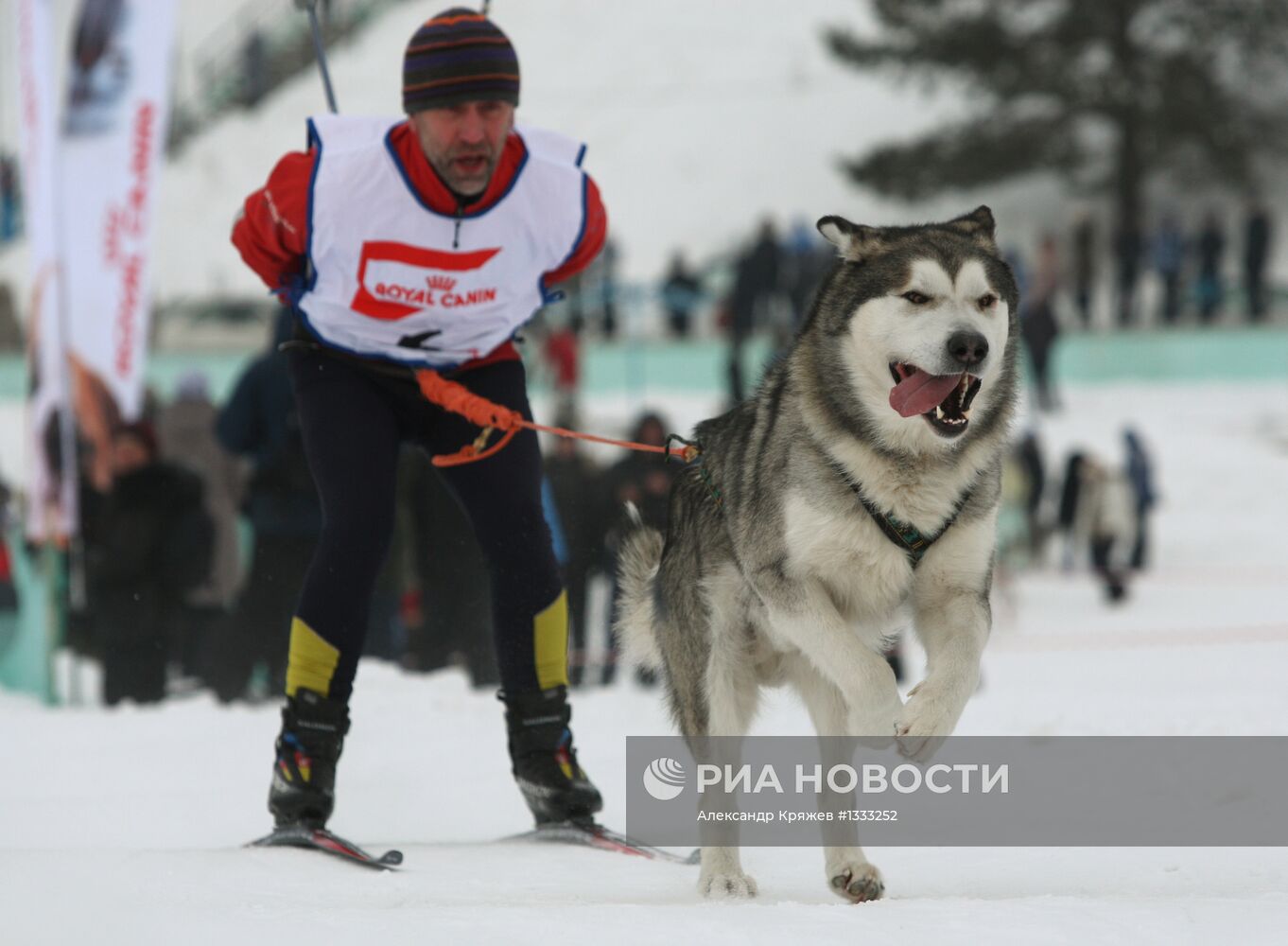 Гонки на собачьих упряжках "Рождественский заезд - 2013"