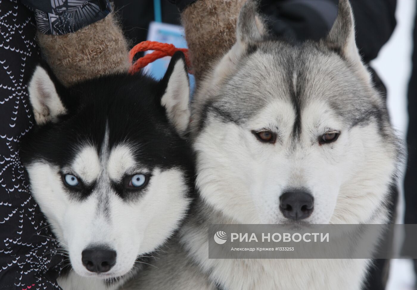 Гонки на собачьих упряжках "Рождественский заезд - 2013"