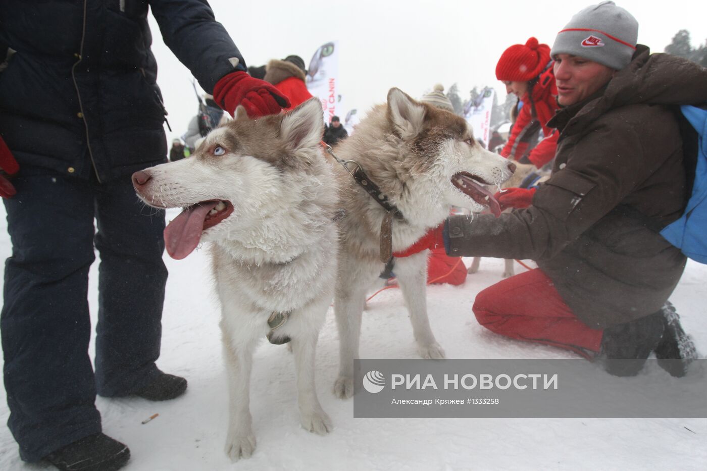 Гонки на собачьих упряжках "Рождественский заезд - 2013"