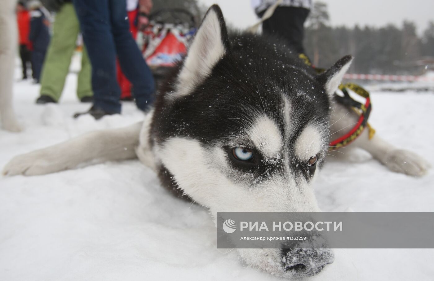 Гонки на собачьих упряжках "Рождественский заезд - 2013"