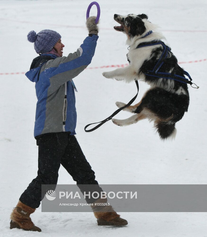 Гонки на собачьих упряжках "Рождественский заезд - 2013"