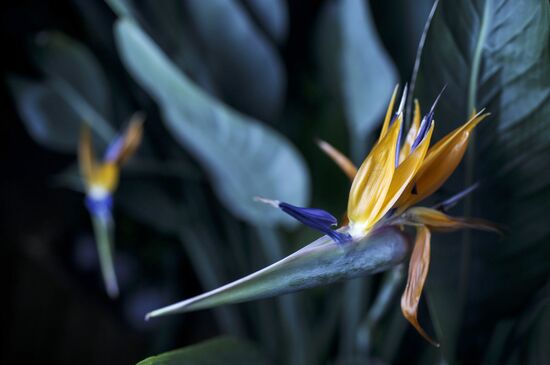Работа оранжереи орхидей в ботаническом саду МГУ