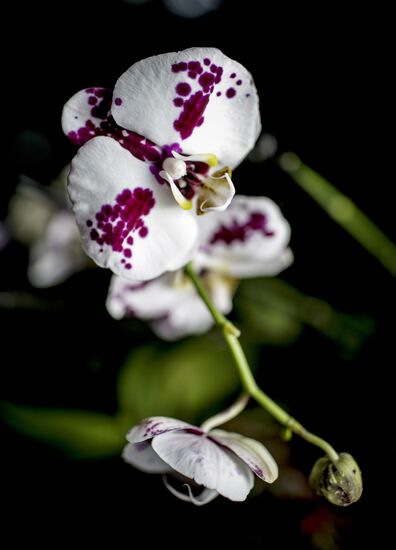 Работа оранжереи орхидей в ботаническом саду МГУ