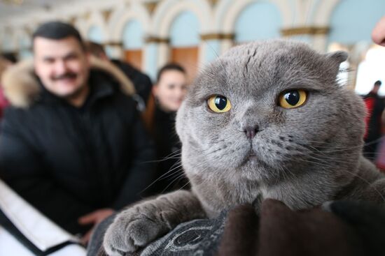 Международная выставка кошек в Калининграде