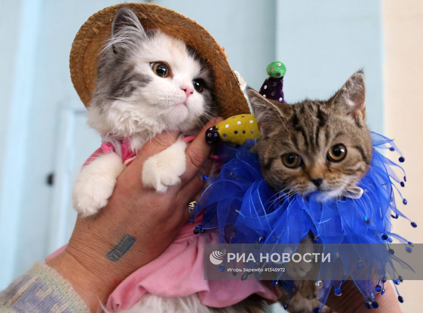 Международная выставка кошек в Калининграде