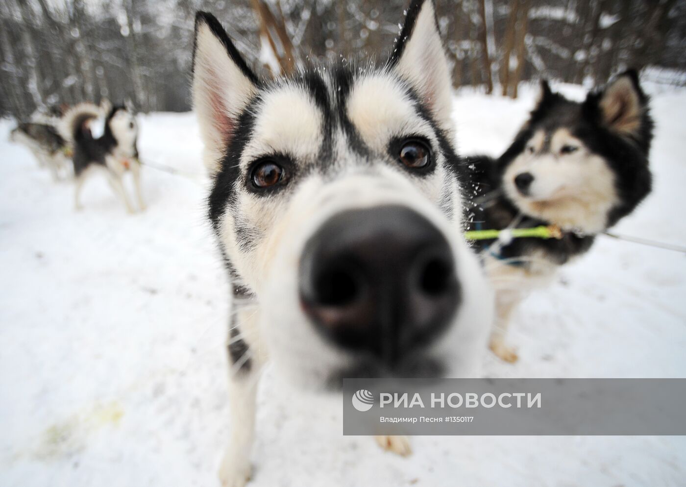 Патрулирование Кузьминского парка на собачьих упряжках