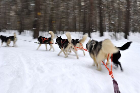 Патрулирование Кузьминского парка на собачьих упряжках