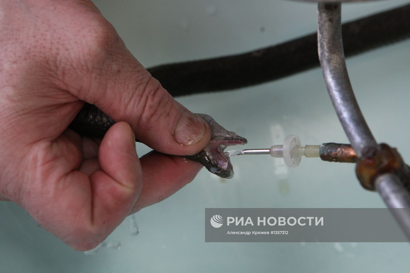 Работа новосибирского серпентария