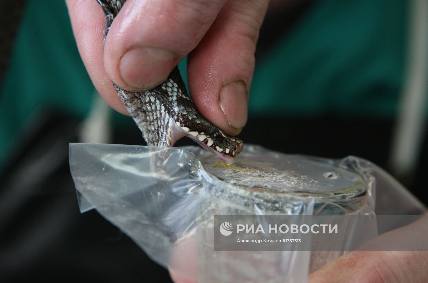 Работа новосибирского серпентария