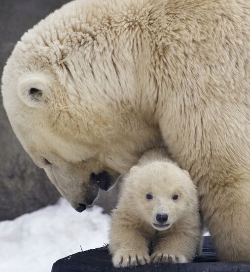 Новорожденный белый медвежонок с медведицей