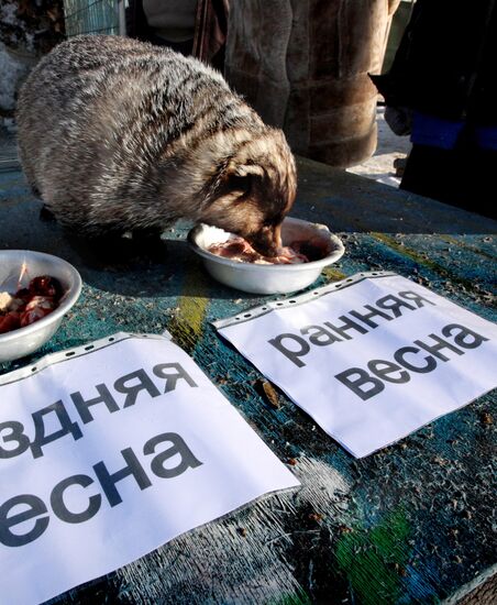 Животные предсказали погоду на весну в "День сурка"