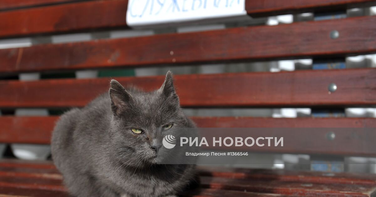 Кот сидит на скамейке