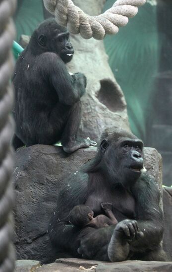 Новорожденный детеныш гориллы в Московском зоопарке