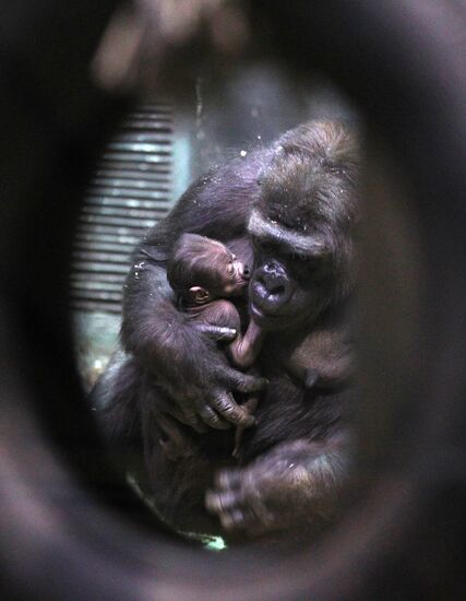 Новорожденный детеныш гориллы в Московском зоопарке