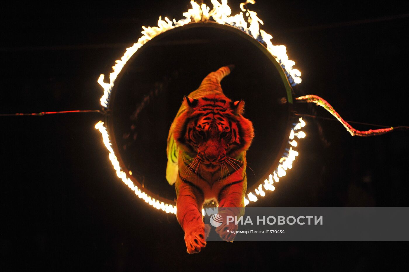 Представления в Сочинском государственном цирке