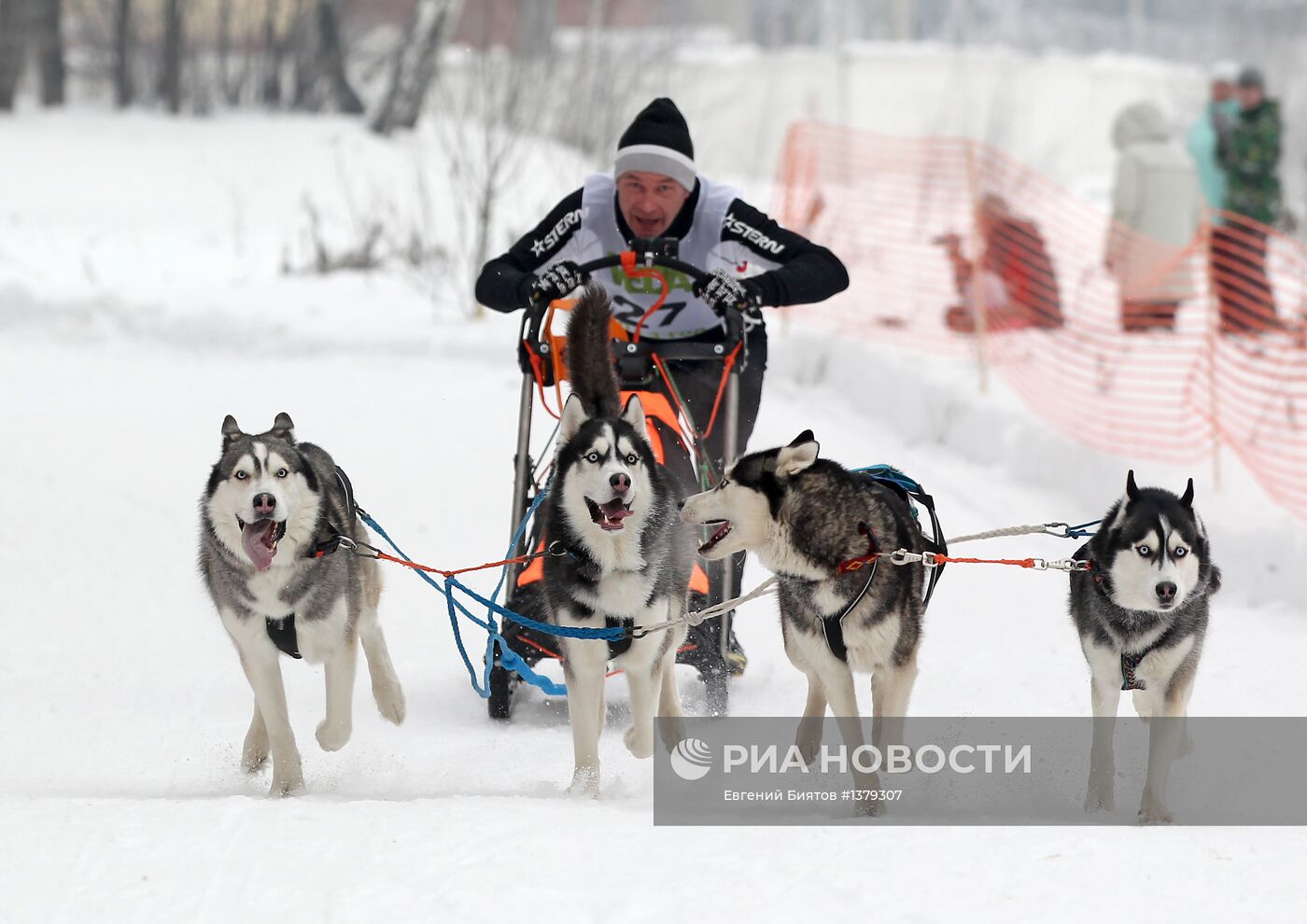 Соревнования по ездовому спорту в Москве