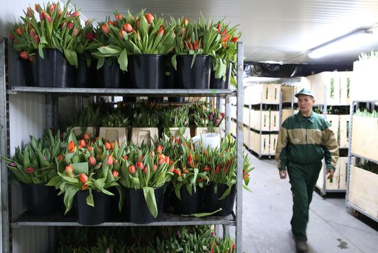 Выращивание тюльпанов в Калининградской области