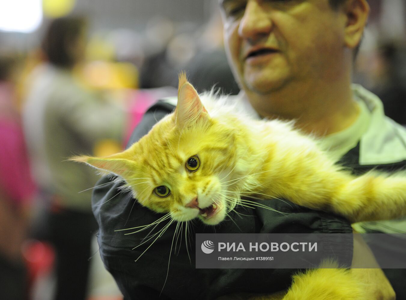 Международная выставка кошек в Екатеринбурге