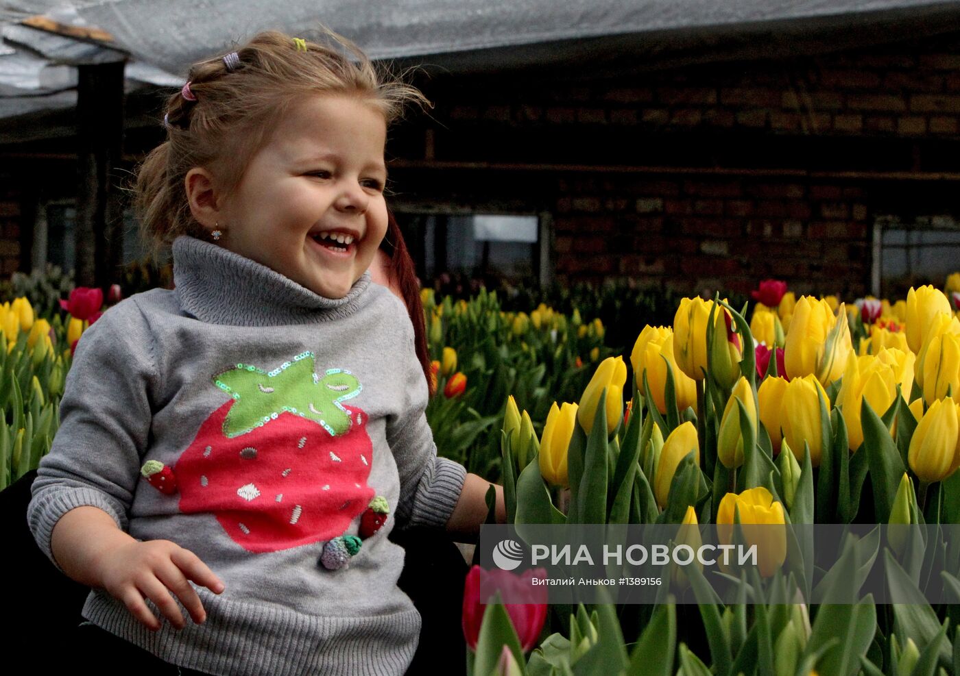 День открытых дверей в теплице с тюльпанами во Владивостоке