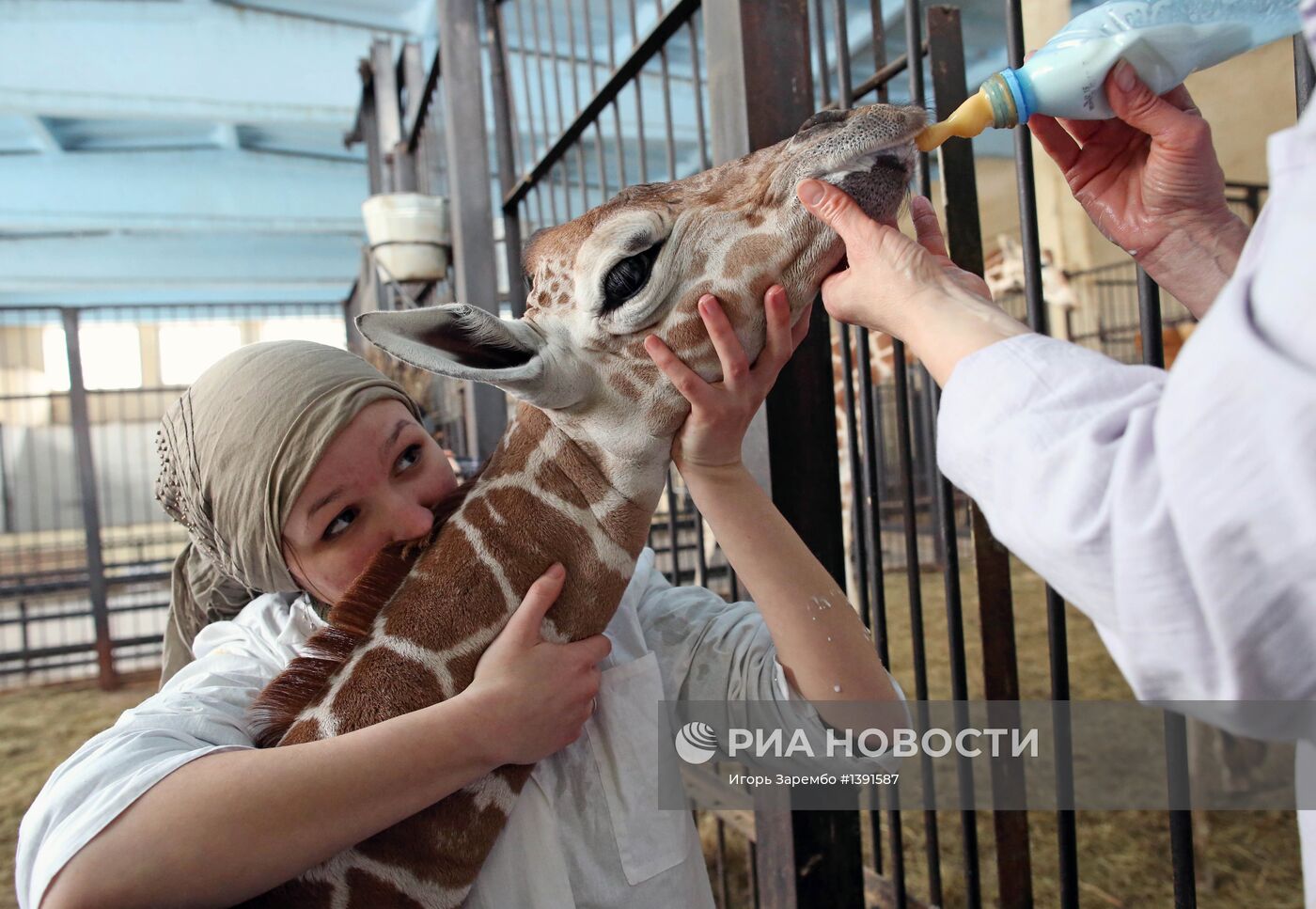 В Калининградском зоопарке родился жираф Reticulate Giraffe