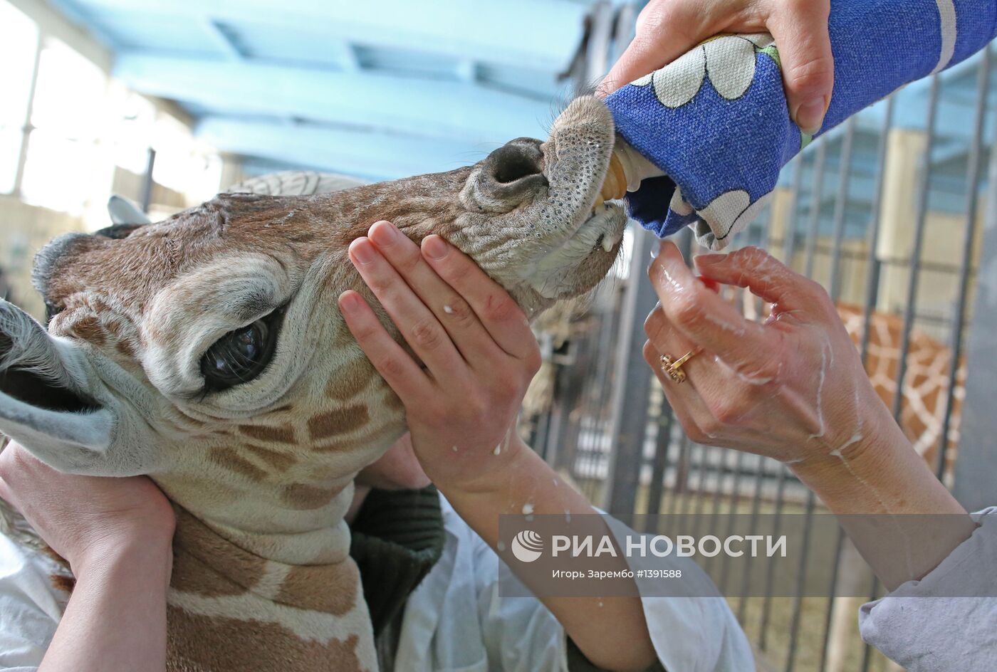 В Калининградском зоопарке родился жираф Reticulate Giraffe