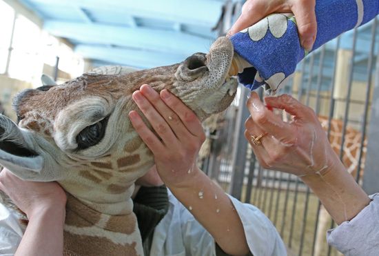 В Калининградском зоопарке родился жираф Reticulate Giraffe