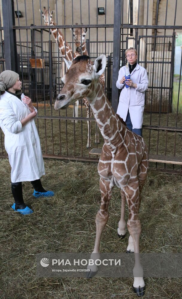 В Калининградском зоопарке родился жираф Reticulate Giraffe