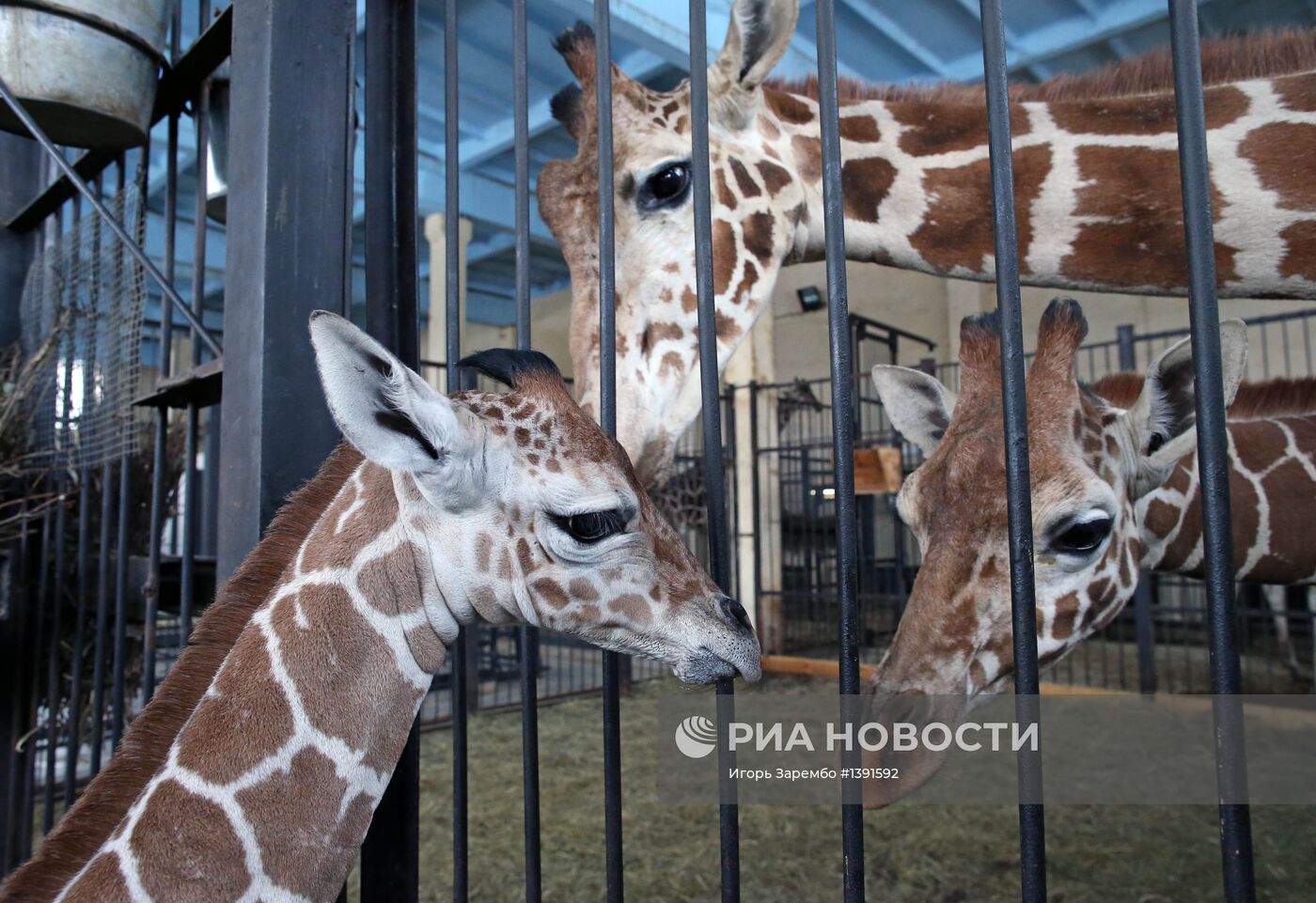 В Калининградском зоопарке родился жираф Reticulate Giraffe