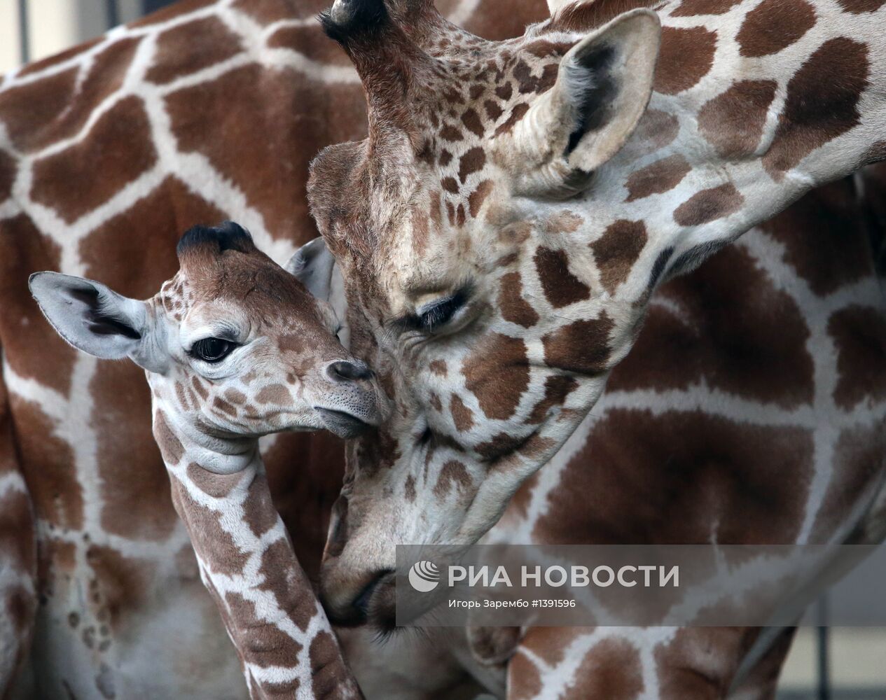 В Калининградском зоопарке родился жираф Reticulate Giraffe