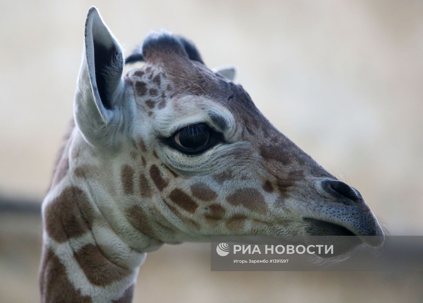 В Калининградском зоопарке родился жираф Reticulate Giraffe