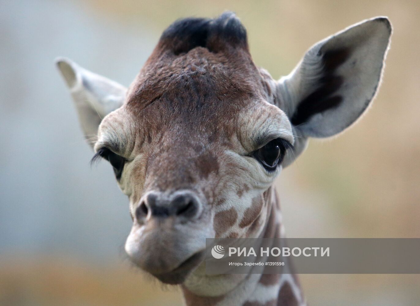 В Калининградском зоопарке родился жираф Reticulate Giraffe