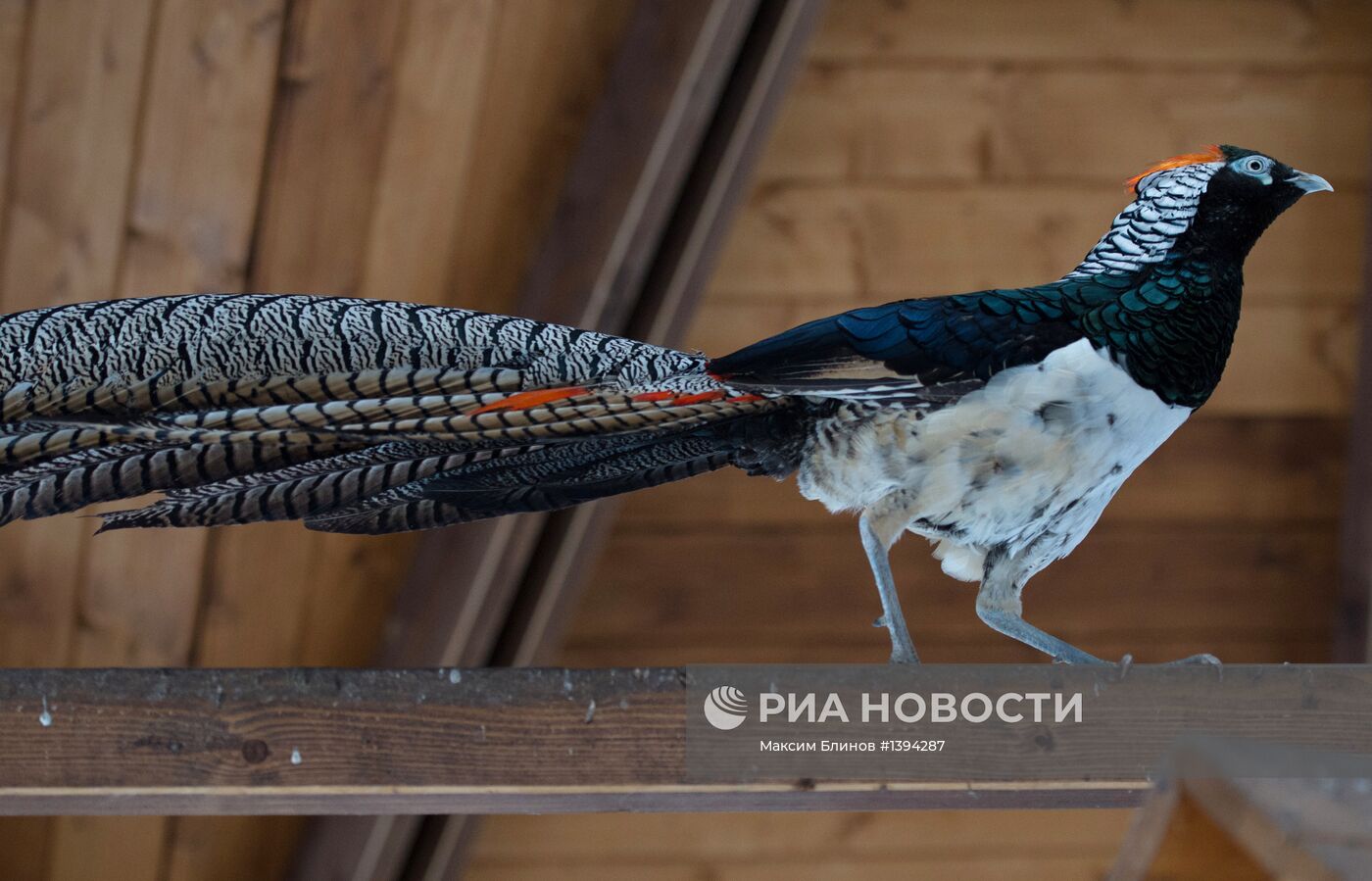 Алмазные и золотые фазаны в Парке Горького