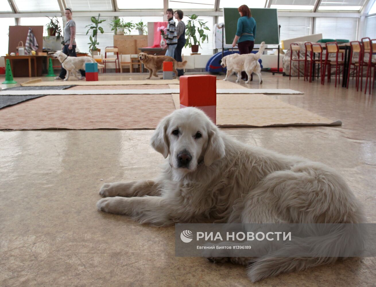 Занятия канистерапией в Москве