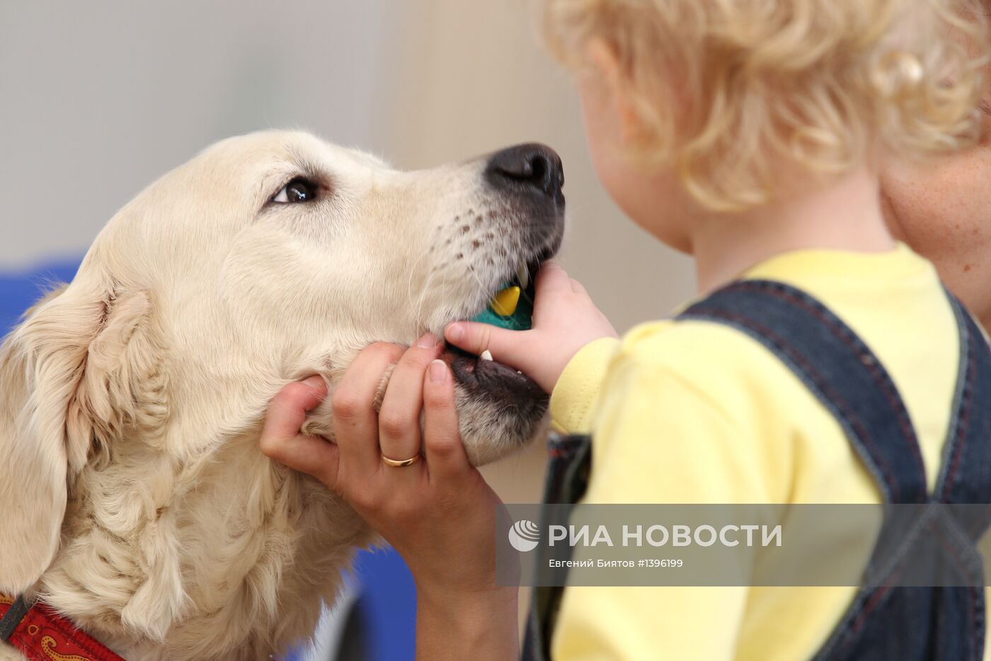 Занятия канистерапией в Москве