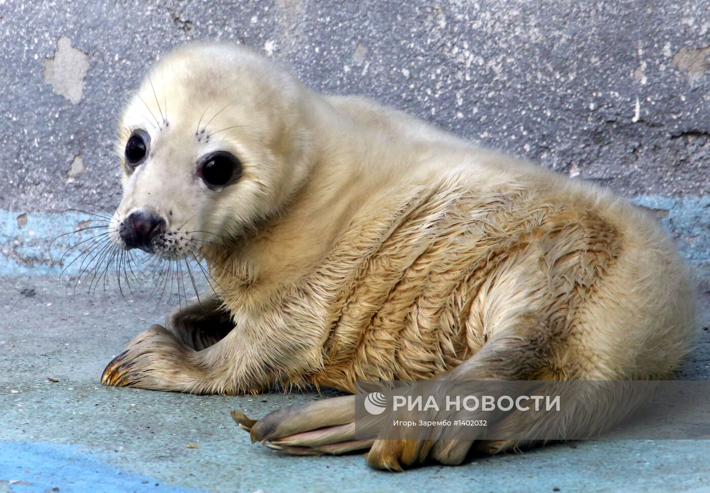 Прибавление в семействе серых тюленей калининградского зоопарка