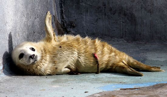Прибавление в семействе серых тюленей калининградского зоопарка