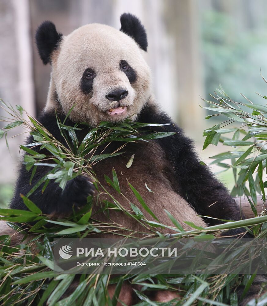 Страны мира. Китай