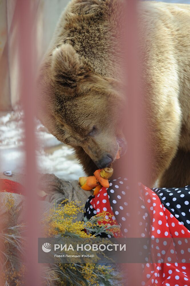 В Екатеринбургском зоопарке чучело Масленицы отдали медведю