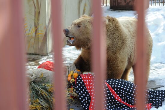 В Екатеринбургском зоопарке чучело Масленицы отдали медведю