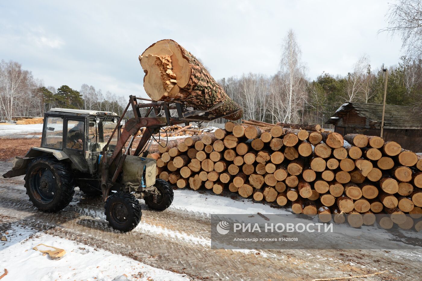 Заготовка леса в Новосибирской области