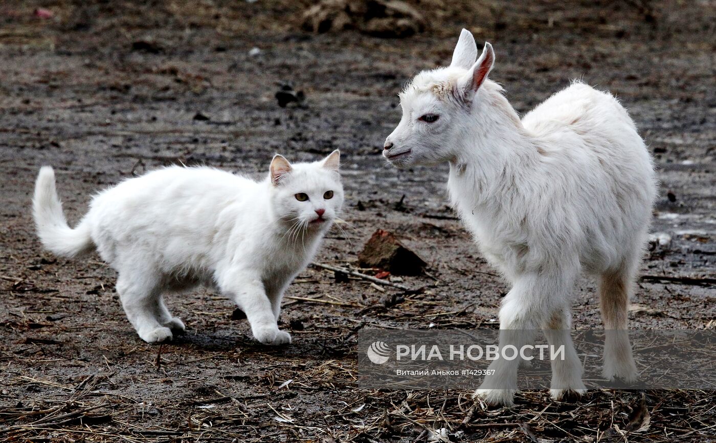 Сельский зоопарк "Хутор Прохладный" во Владивостоке