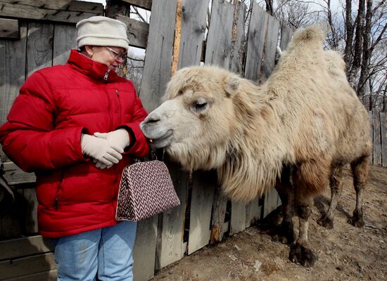Сельский зоопарк "Хутор Прохладный" во Владивостоке