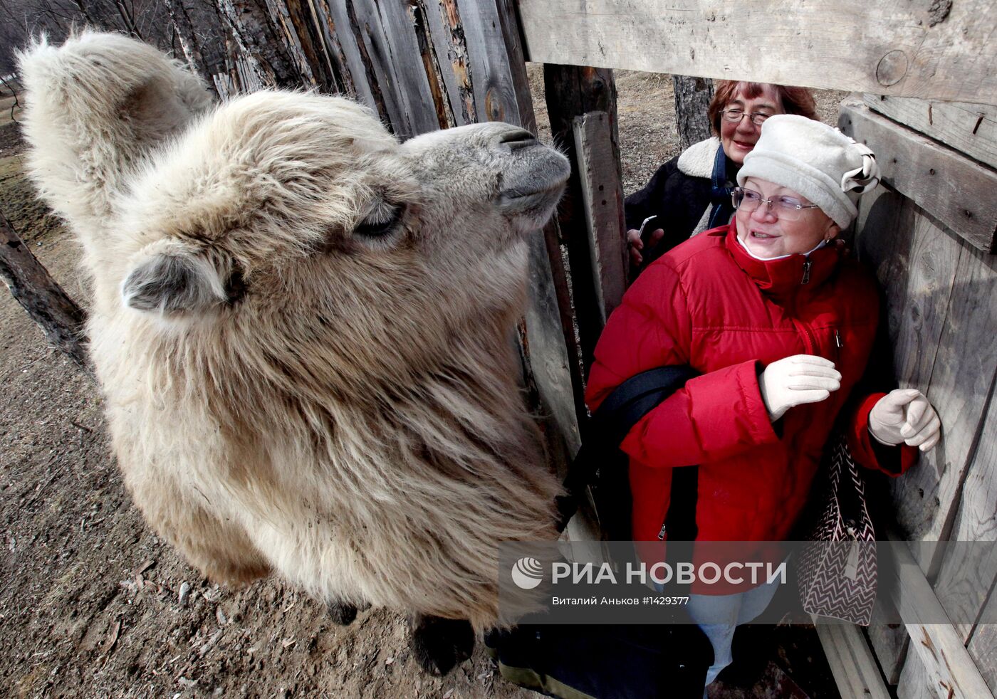 Сельский зоопарк "Хутор Прохладный" во Владивостоке