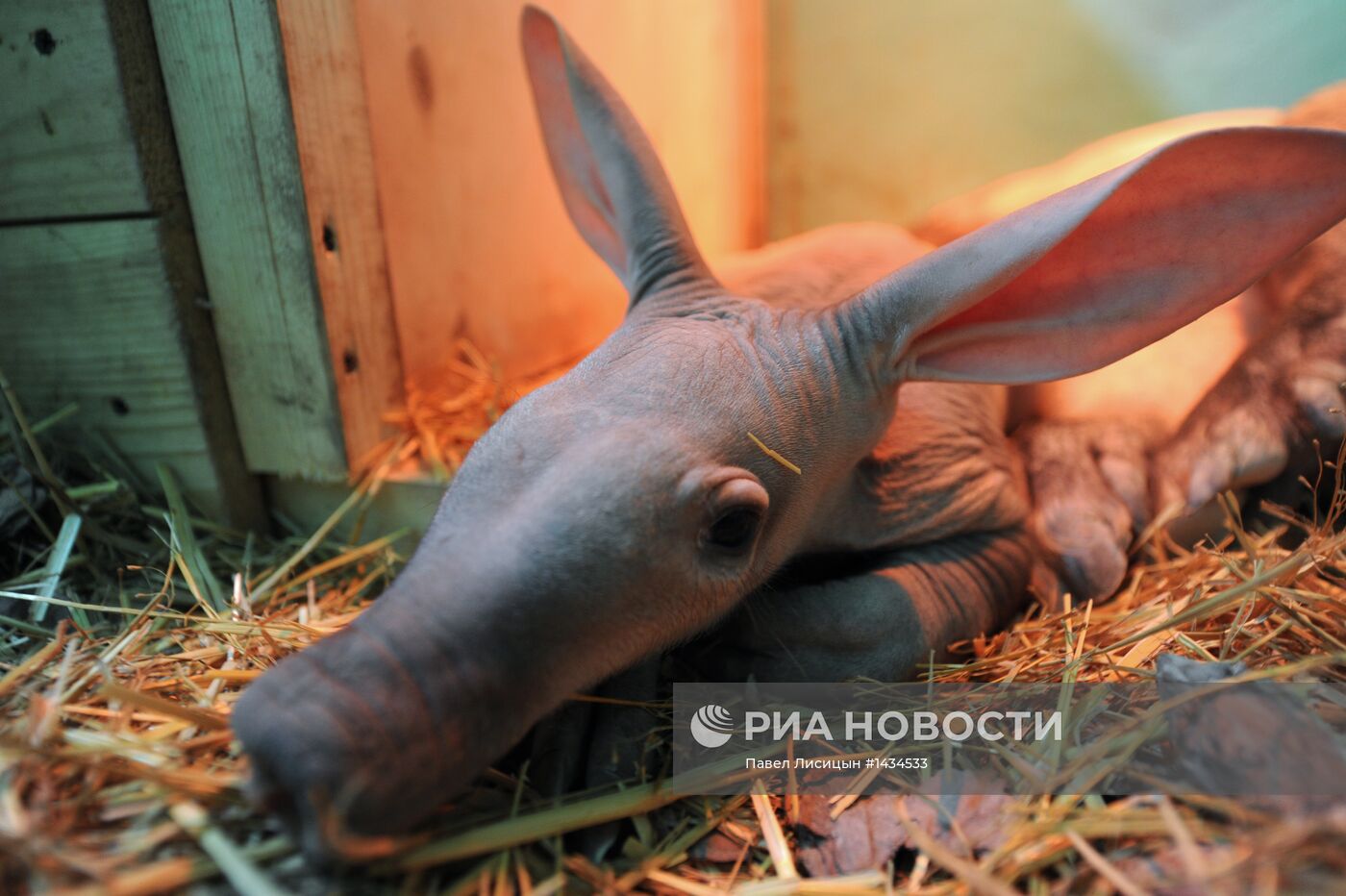 В Екатеринбургском зоопарке родился детеныш трубкозуба