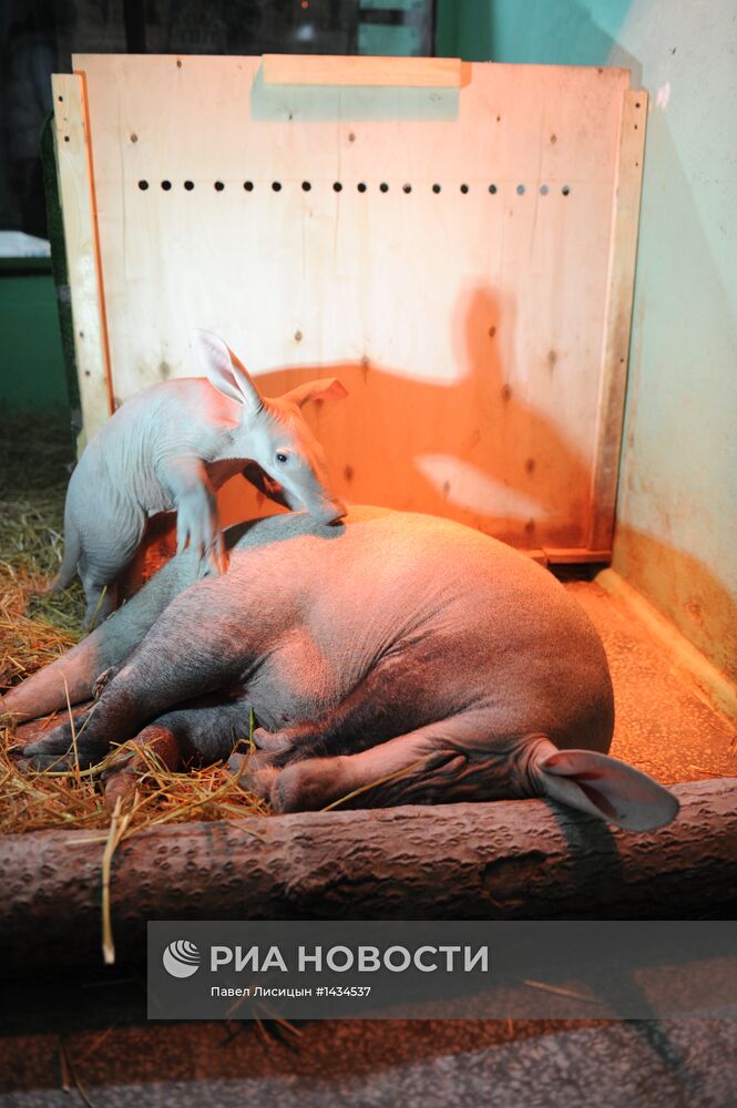 В Екатеринбургском зоопарке родился детеныш трубкозуба