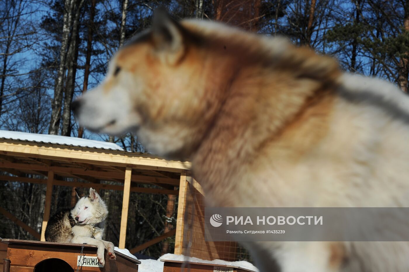 Федор Конюхов отправился в экспедицию на собаках
