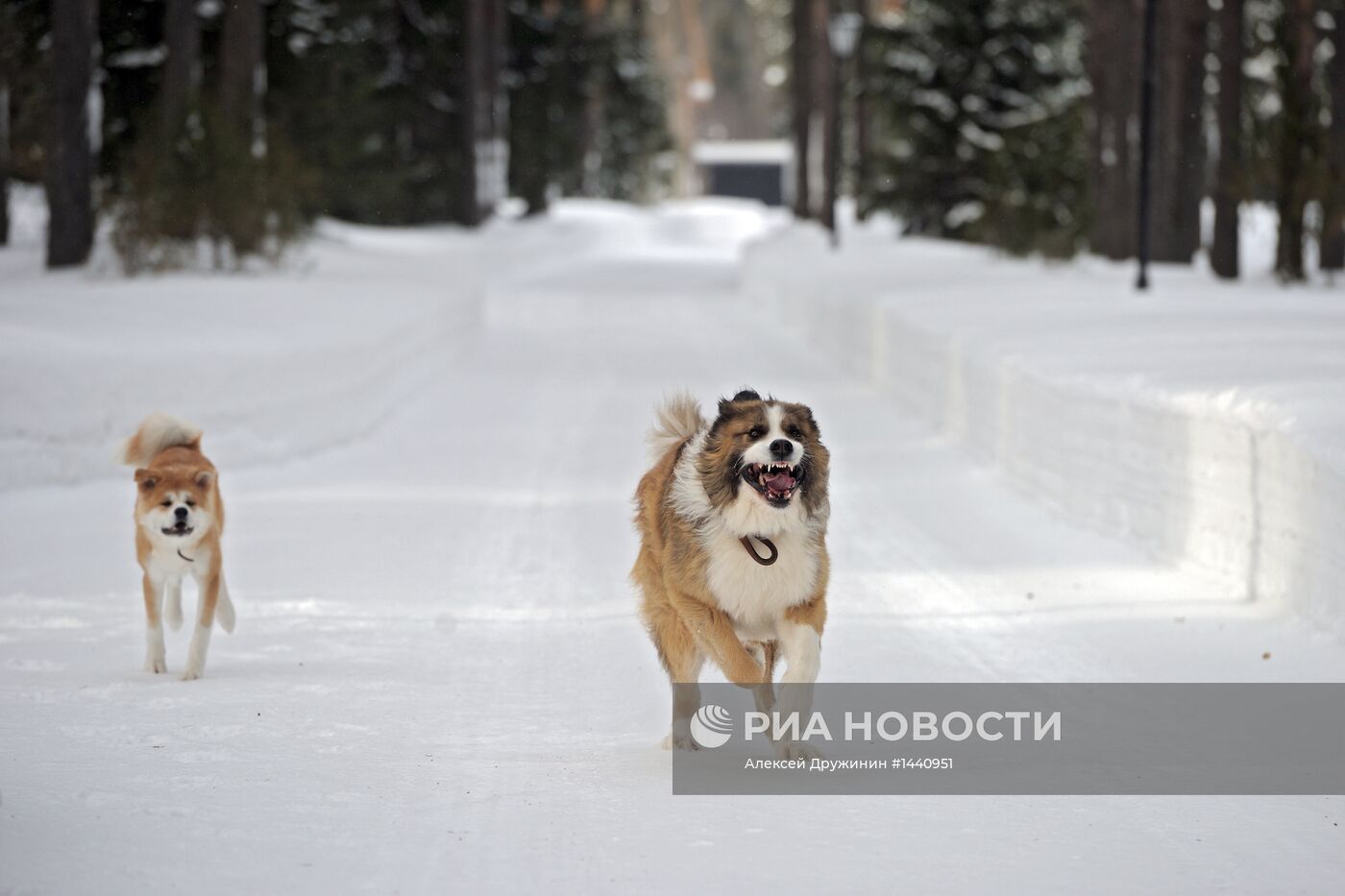 Прогулка В.Путина с собаками в Московской области